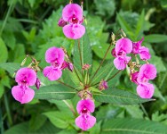 PK5 1866 : 4 Stars, High Quality, In Focus, Kitzbuhel, RAW