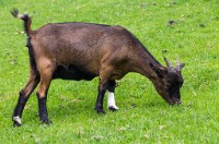 PK5 1881 : 3 Stars, High Quality, In Focus, Kitzbuhel, Low Contrast, RAW