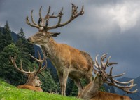 PK5 1882 : 4 Stars, High Quality, In Focus, Kitzbuhel, RAW