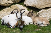 PK5 1885 : 3 Stars, High Quality, In Focus, Kitzbuhel, RAW