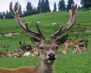 PK5 1896 : 3 Stars, High Quality, In Focus, Kitzbuhel, RAW