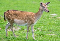 PK5 1902 : 3 Stars, High Quality, In Focus, Kitzbuhel, Low Contrast, RAW