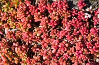 PK5 2105 : 3 Stars, High Quality, In Focus, Kitzbuhel, RAW