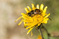 PK5 2109 : 3 Stars, Blurred, High Quality, Kitzbuhel, RAW