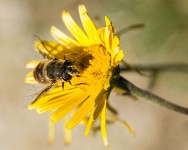 PK5 2110 : 4 Stars, Blurred, High Quality, Kitzbuhel, RAW