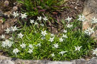 PK5 2113 : 3 Stars, High Quality, In Focus, Kitzbuhel, RAW