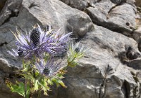 PK5 2132 : 3 Stars, Closeup, High Quality, In Focus, Kitzbuhel, One Face, RAW