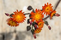 PK5 2133 : 4 Stars, Blurred, High Quality, Kitzbuhel, RAW