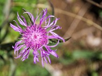 PK5 2217 : 3 Stars, High Quality, In Focus, Kitzbuhel, Low Contrast, RAW