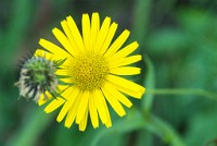 PK5 2225 : 4 Stars, High Quality, In Focus, Kitzbuhel, Low Contrast, RAW, Too Dark