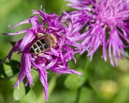 PK5 2226 : 4 Stars, High Quality, In Focus, Kitzbuhel, RAW