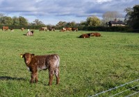 PK5 2575 : 3 Stars, High Quality, In Focus, Mott Autumn 2012, RAW