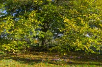 PK5 2584 : 3 Stars, High Quality, In Focus, Mott Autumn 2012, RAW