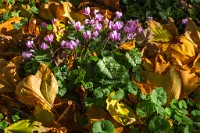 PK5 2585 : 3 Stars, High Quality, In Focus, Mott Autumn 2012, RAW