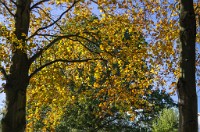 PK5 2587 : 3 Stars, High Quality, In Focus, Mott Autumn 2012, RAW