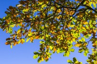 PK5 2609 : 3 Stars, High Quality, In Focus, Mott Autumn 2012, RAW