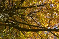 PK5 2613 : 3 Stars, High Quality, In Focus, Mott Autumn 2012, RAW