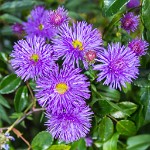 PK5 2624 : 3 Stars, High Quality, In Focus, Mott Autumn 2012, RAW