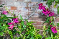 PK5 2625 : 3 Stars, High Quality, In Focus, Mott Autumn 2012, RAW