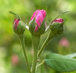 DSC0760 : 3 Stars, Mottisfont Summer 2020 Den, RAW