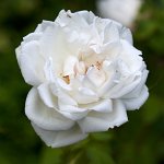 DSC0765 : 3 Stars, Mottisfont Summer 2020 Den, RAW