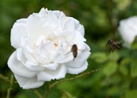 DSC0766 : 3 Stars, Mottisfont Summer 2020 Den, RAW