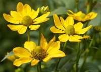 DSC0774 : 3 Stars, Mottisfont Summer 2020 Den, RAW