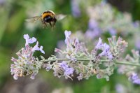 DSC0777 : 3 Stars, Mottisfont Summer 2020 Den, RAW