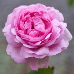 DSC0781 : 4 Stars, Mottisfont Summer 2020 Den, RAW