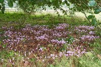 DSC0782 : 3 Stars, Mottisfont Summer 2020 Den, RAW