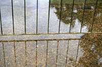 DSC0792 : 3 Stars, Mottisfont Summer 2020 Den, RAW