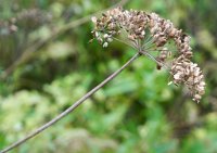 DSC0793 : 3 Stars, Mottisfont Summer 2020 Den, RAW