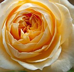 K20D6802 edited-1 : 4 Stars, Blurred, High Quality, RAW, Mottisfont Abbey