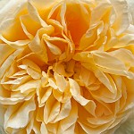 K20D6803 edited-1 : 4 Stars, In Focus, High Quality, RAW, Mottisfont Abbey