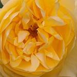 K20D6850 edited-1 : 4 Stars, Blurred, High Quality, RAW, Mottisfont Abbey