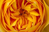 K20D6851 edited-1 : 4 Stars, In Focus, Low Contrast, High Quality, RAW, Mottisfont Abbey