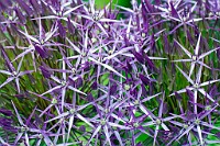 K20D6854 edited-1 : 3 Stars, In Focus, High Quality, RAW, Mottisfont Abbey