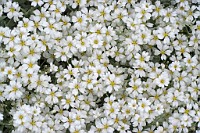 K20D6866 edited-1 : 3 Stars, In Focus, Two Faces, Long Shot, High Quality, RAW, Mottisfont Abbey