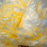 K20D6871 edited-1 : 4 Stars, Blurred, High Quality, RAW, Mottisfont Abbey