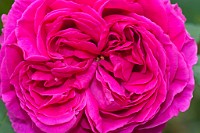 K20D6881 edited-1 : 4 Stars, In Focus, Low Contrast, High Quality, RAW, Mottisfont Abbey