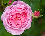 K20D6895 edited-1 : 4 Stars, In Focus, High Quality, RAW, Mottisfont Abbey