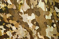 K20D6949 edited-1 : 4 Stars, In Focus, High Quality, RAW, Mottisfont Abbey