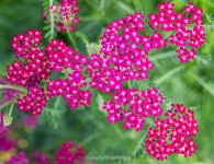 PK5 2281 : High Quality, In Focus, Low Contrast, Polesden Lacey, RAW