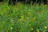 PK5 2312 : High Quality, In Focus, Low Contrast, Polesden Lacey, RAW