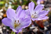 DSC0849 : 3 Stars, RHS Wisley, RAW