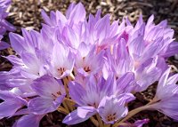 DSC0853 : 3 Stars, RHS Wisley, RAW