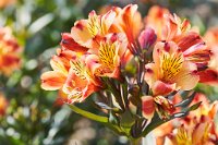 DSC0855 : 4 Stars, RHS Wisley, RAW