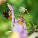 DSC0859 : RHS Wisley, RAW