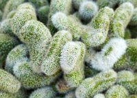 DSC0863 : 3 Stars, RHS Wisley, RAW