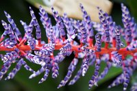 DSC0868 : 4 Stars, RHS Wisley, RAW